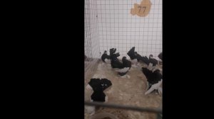 Волжские чернопегие статные. Volga pigeons