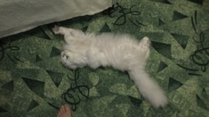 Кот трется об ноги