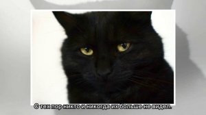 Несколько «замурчательных» фактов о черных кошках