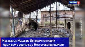 Медведице Маше из Ленобласти нашли новый дом в зоопарке в Новгородской области