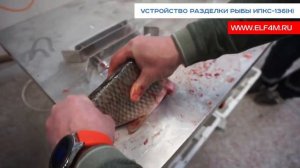 Устройство разделки для рыбы ИПКС-136(Н). Разделка свежего карпа.