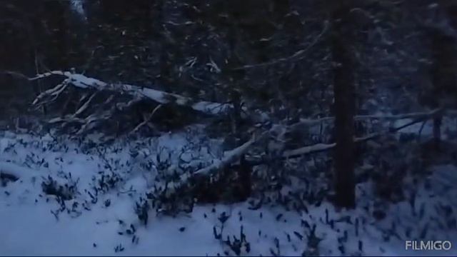 тайга