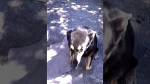 Собака БАРАБАКА