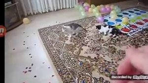 день рождения бафии милафии🎂🎉🎈