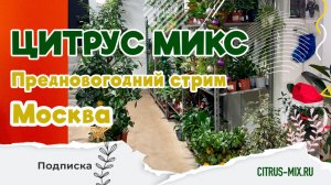 Предновогодний прямой эфир Цитрус Микс (Москва)