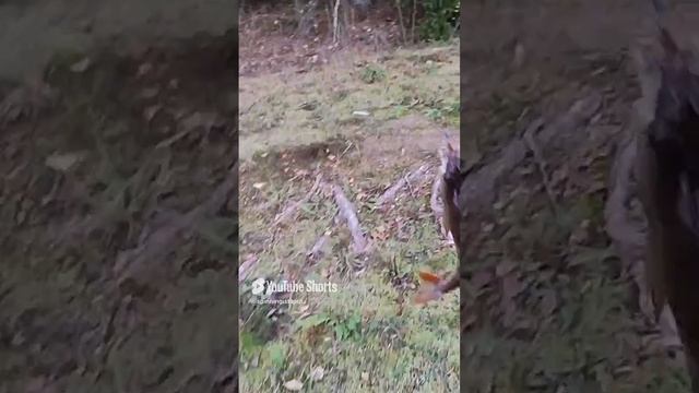 Огромные окуни Вилейки