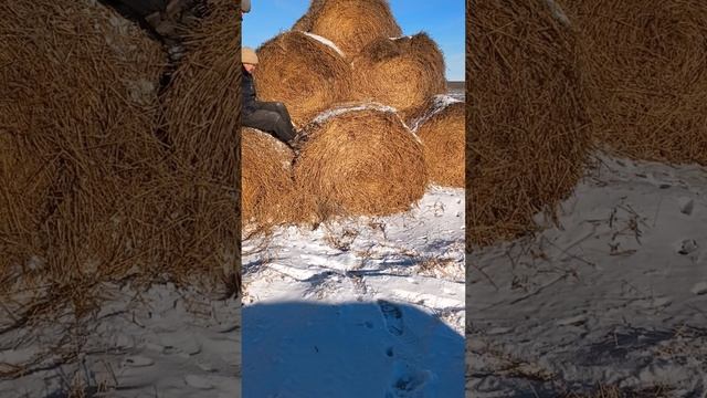 все для вас) ТГК - DanilaFermer #молодой #фермер #блогер #shorts #farmlive #farming