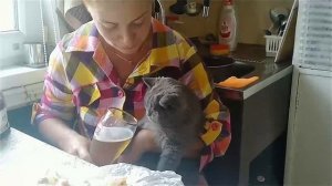 Светлана Копылова Про кота (очень грустная песня)
