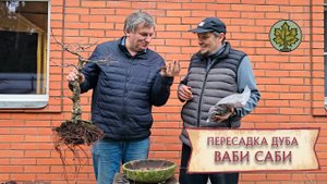 Пересадка дуба Ваби Саби / микориза на корнях