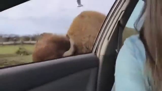 Дамочка, покормите милого быка смотреть онлайн