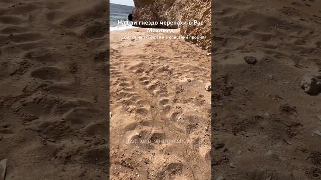 Гнездо черепахи в заповеднике Рас Мохамед #экскурсиившармэльшейх