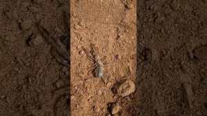 #сальпуга #верблюжийпаук #ядовитыйпаук #solifugae #паукообразные #Arachnida #spider