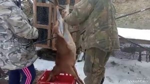 Забой козлика.