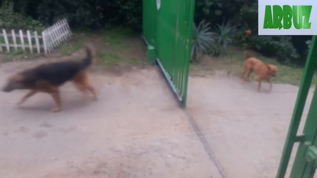 Злые.Это Видео Потрясло Весь Мир! смотреть онлайн