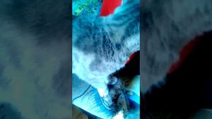 Голос кошки