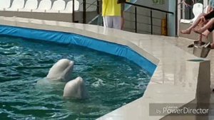 Шоу! Дельфинарий в Крыму!! Дельфины, морские котики и. т. д.