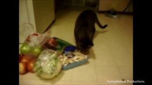 Коты боятся огурцов Подборка