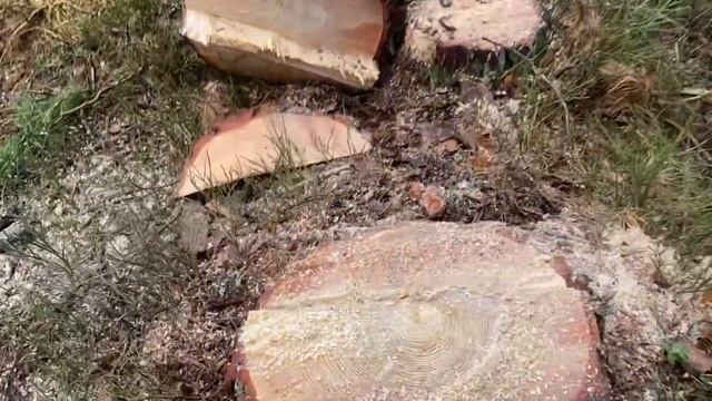 Валка наклонного дерева Винтовым клином КВМ-1 Бензопила Stihl MS 361 весть процесс выполнен на 100%⭐