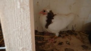 Со Светлой Пасхой..mp4