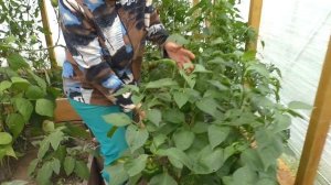 Теплица из стрейча - результаты сезона