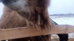 верблюды на урале)) возим сено