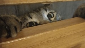 новогодняя песня