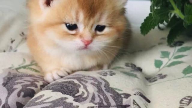 🤩👀👑ЗОЛОТО У КОШЕК 🌞🥨🧡НАСТОЯЩЕЕ?🍊🐱👁КОШКИ БРИТАНКИ ЗОЛОТЫЕ ОКРАС.