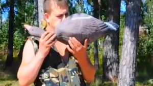 чучела гусей для охоты