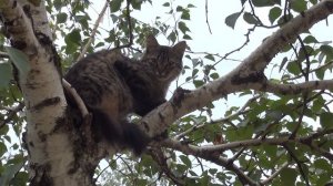 Кошка на дереве