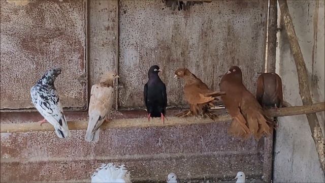Сельские голуби. 8 06 2022 года, у Сергея  посёлок Майкопский. Павлины и бакинцы.