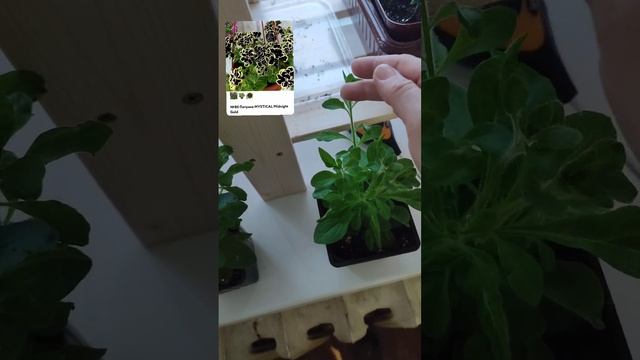 петунька зимой дала длинные ветви за 6 дней😳