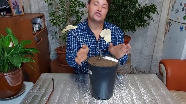 Как сохранить саженцы винограда с невызревшей лозой.
