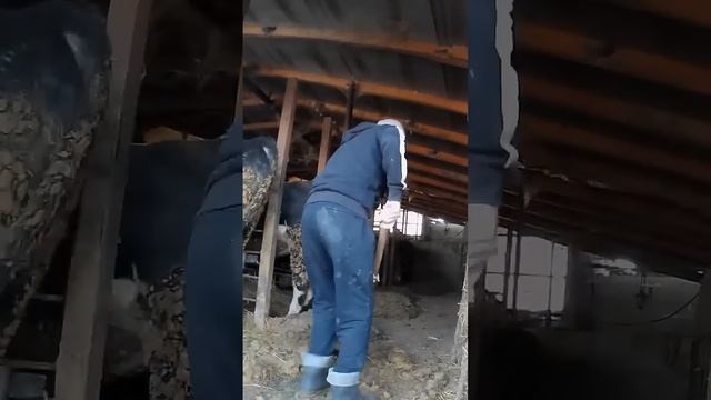 Ответы на негативные комментарии. Ч1 ТГК-DanilaFermer#shorts #быки #farming #farmlive #втоп
