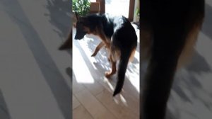 Чужая собака забролась в наш дом
