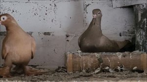 Сельские голуби.24 01 2022 года.В гостях у Сергея, Новокубанск голуби капкан - чины.