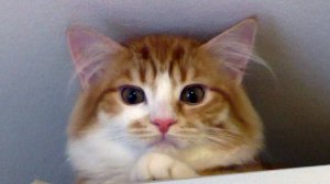 Марсик, спускайся!