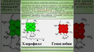 Зелёная кровь. Хлорофилл