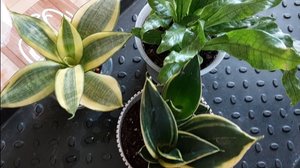 Пересадка сансевиерий ханни и необычного папоротника "микросорум крокодил "