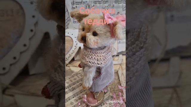 Собачка тедди йоркширский терьер. #собачкатедди#мишкатедди #teddybear #тедди #teddydog