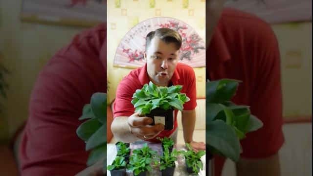 Сортотипы петуний. Как отличить петунию на стадии рассады. #Петуния #сорт #гибрид #сорта