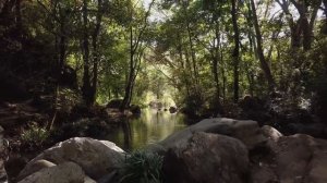 mixkit-forest-stream-in-the-sunlight-529-medium