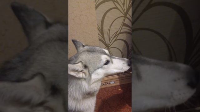 Поющая лайка!!!