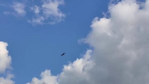 Птица пикирует