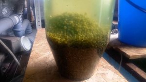 Осетровые. Инкубация 2020.