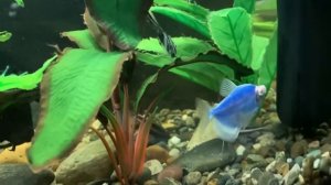 Великолепный аквариумный #сомик анциструс