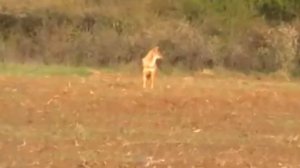 Манок на хищника Nordik Predator Pre-tuned (Швеция). Практика работы по шакалу.