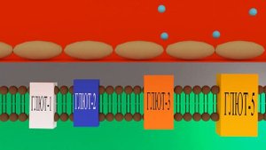 ГЛЮТы | Переносчики глюкозы | Medanatfarm