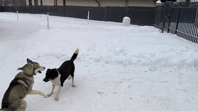 Хаски кобель 4 года. Сай