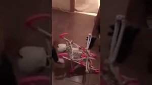 Скелет Валера.