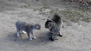 Коты ругаются